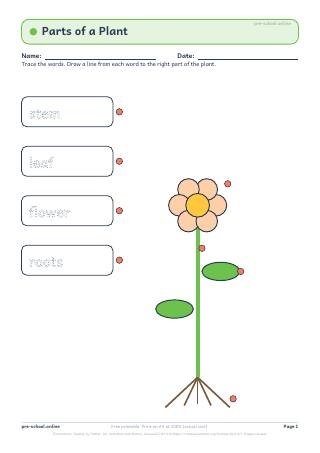 Parts of a Plant worksheet preview